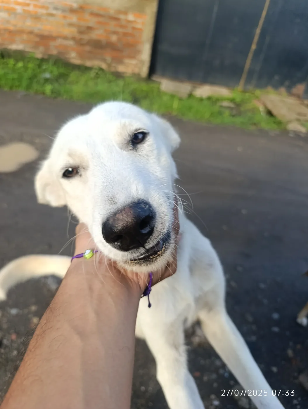 Voluntario de Paraíso 503 con los perros